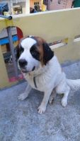 St. Bernard Puppies for sale in Dhoolpet, Hyderabad, Telangana 500006, India. price: 40000 INR