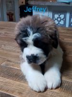 St. Bernard Puppies for sale in Lake Ariel, PA 18436, USA. price: NA