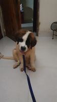 St. Bernard Puppies for sale in Jeypore, Odisha, India. price: 20000 INR