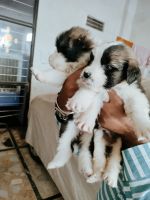 St. Bernard Puppies for sale in rakdi, Jamuna Nagar, Sodala, Jaipur, Rajasthan 302006, India. price: 20000 INR