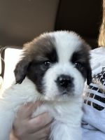St. Bernard Puppies for sale in Colstrip, MT 59323, USA. price: NA