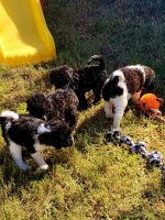 St. Bernard Puppies for sale in Palm Bay, FL, USA. price: NA