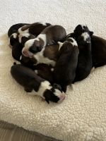 St. Bernard Puppies for sale in Valdosta, GA 31602, USA. price: NA