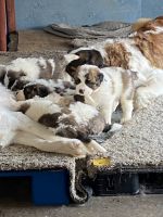 St. Bernard Puppies for sale in Southern California, CA, USA. price: NA