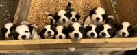 St. Bernard Puppies for sale in Eau Claire, WI, USA. price: NA