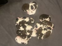 St. Bernard Puppies for sale in Oskaloosa, IA 52577, USA. price: NA