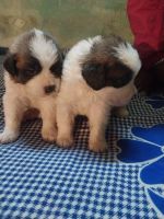St. Bernard Puppies for sale in Kanpur, Uttar Pradesh, India. price: 35000 INR