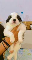 St. Bernard Puppies for sale in Gurugram, Haryana, India. price: 110000 INR