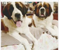 St. Bernard Puppies for sale in Bakersfield, CA, USA. price: $700