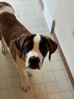 St. Bernard Puppies for sale in Appleton, WI 54915, USA. price: $450