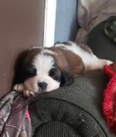 St. Bernard Puppies for sale in Bloomville, Ohio. price: NA