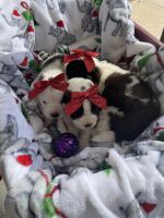 St. Bernard Puppies for sale in Myakka City, Florida. price: NA