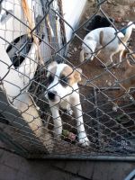 St. Bernard Puppies for sale in Phoenix, Arizona. price: $150