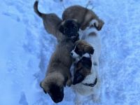 St. Bernard Puppies for sale in Colville, WA 99114, USA. price: $800