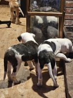 St. Bernard Puppies for sale in Shelton, Washington. price: $400