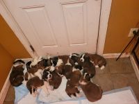 St. Bernard Puppies for sale in Fairhaven, Massachusetts. price: NA