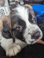 St. Bernard Puppies for sale in Bloomington, Indiana. price: $750