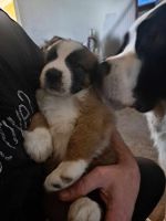 St. Bernard Puppies for sale in Newton Falls, Ohio. price: $500