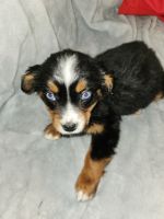 St. Bernard Puppies for sale in Bloomington, Illinois. price: $800
