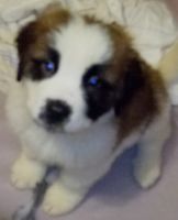 St. Bernard Puppies for sale in Grand Rapids, Michigan. price: $500