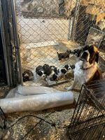 St. Bernard Puppies for sale in Brockton, Massachusetts. price: NA