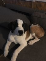 St. Bernard Puppies for sale in Leslie, AR 72645, USA. price: $100