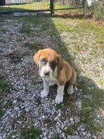 St. Bernard Puppies for sale in La Follette, Tennessee. price: $100