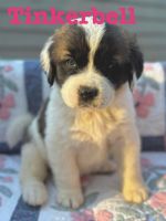 St. Bernard Puppies for sale in Acworth, Georgia. price: $1,400