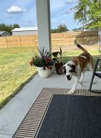 St. Bernard Puppies for sale in Glen St. Mary, Florida. price: $600
