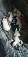 Staffordshire Bull Terrier Puppies Photos
