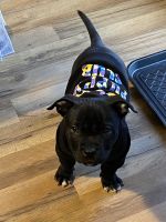 Staffordshire Bull Terrier Puppies for sale in Indianapolis, IN, USA. price: NA