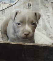 Staffordshire Bull Terrier Puppies for sale in 22915 Shady Forest Dr, Elmendorf, TX 78112, USA. price: NA