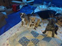 Staffordshire Bull Terrier Puppies for sale in Lubbock, TX, USA. price: NA