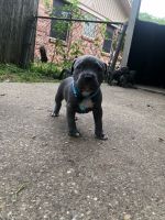 Staffordshire Bull Terrier Puppies for sale in Mesquite, TX 75150, USA. price: NA