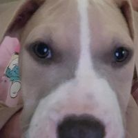 Staffordshire Bull Terrier Puppies for sale in Gloucester, VA 23061, USA. price: NA