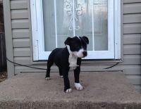Staffordshire Bull Terrier Puppies for sale in Centereach, NY, USA. price: NA