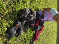 Staffordshire Bull Terrier Puppies for sale in Chalmette, LA 70043, USA. price: NA
