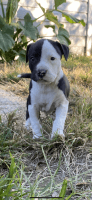 Staffordshire Bull Terrier Puppies for sale in Houston, TX, USA. price: NA