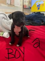 Staffordshire Bull Terrier Puppies for sale in Kansas City, MO, USA. price: NA