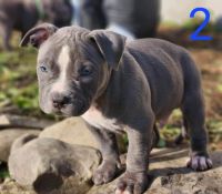 Staffordshire Bull Terrier Puppies Photos