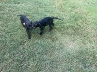 Staffordshire Bull Terrier Puppies for sale in Macon, GA, USA. price: NA