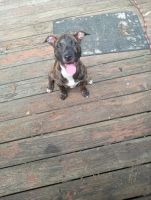 Staffordshire Bull Terrier Puppies for sale in Fort Washington, MD, USA. price: $450