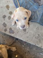 Staffordshire Bull Terrier Puppies for sale in Dallas, TX, USA. price: NA