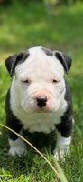 Staffordshire Bull Terrier Puppies for sale in Snellville, GA 30039, USA. price: $300