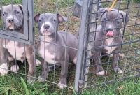 Staffordshire Bull Terrier Puppies for sale in Shrewsbury, VT, USA. price: $400