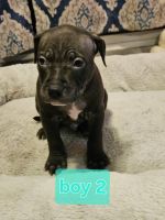 Staffordshire Bull Terrier Puppies for sale in Morgantown, West Virginia. price: $400
