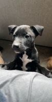 Staffordshire Bull Terrier Puppies for sale in Woodburn, Oregon. price: $300