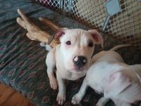 Staffordshire Bull Terrier Puppies for sale in Felch, Michigan. price: $500