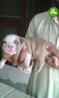Staffordshire Bull Terrier Puppies for sale in Hisar, Haryana 125001, India. price: 40000 INR