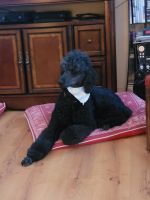 Standard Poodle Puppies for sale in Browns Summit, NC 27214, USA. price: NA